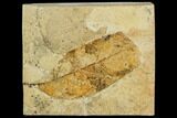 Fossil Allophylus Leaf - Green River Formation #109630-1